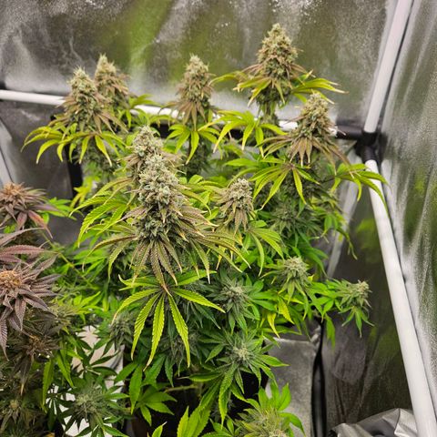 PP #1 growlog photo: Eine Woche bis zur Ernte