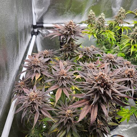 PP #2 growlog photo: Eine Woche bis zur Ernte