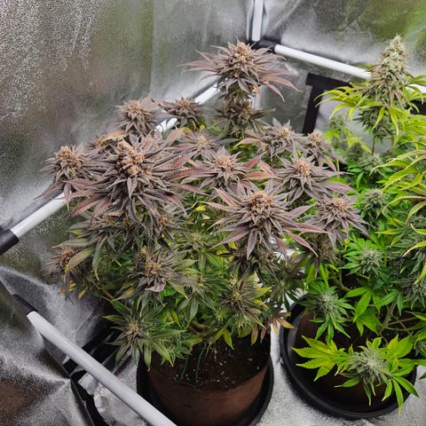 PP #2 growlog photo: Eine Woche bis zur Ernte