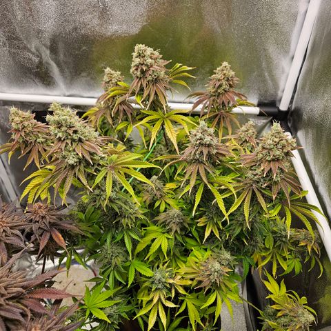 PP #1 growlog timeline photo