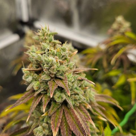 PP #1 growlog timeline photo