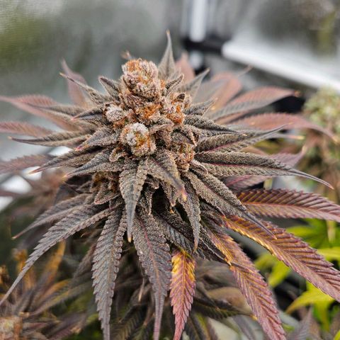 PP #2 growlog timeline photo