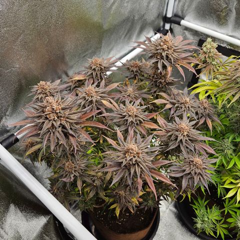 PP #2 growlog timeline photo