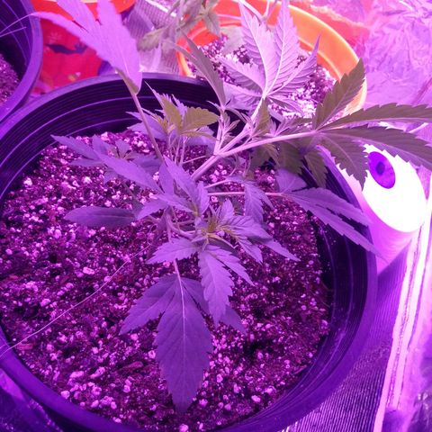 Deadhead OG growlog timeline photo