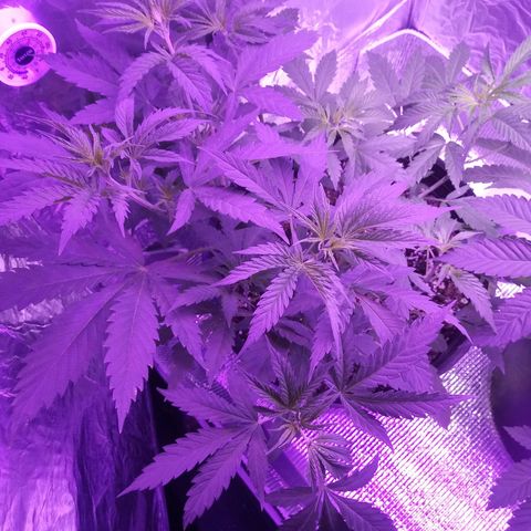 Deadhead OG growlog timeline photo