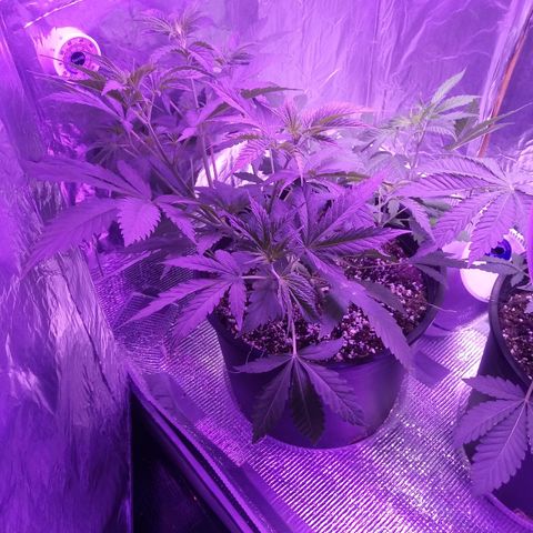 Deadhead OG growlog timeline photo