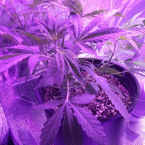 Deadhead OG growlog timeline photo