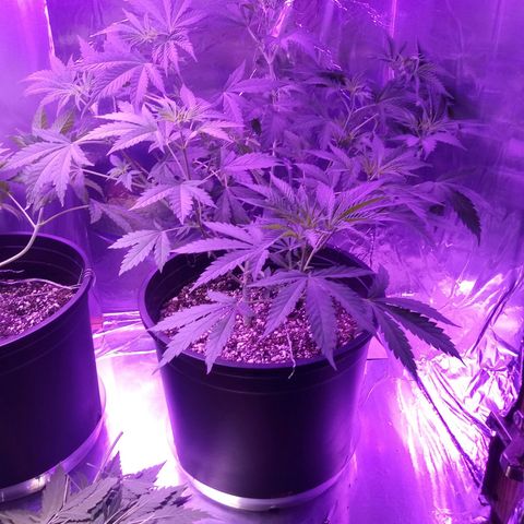Deadhead OG growlog photo: Lolly popped
