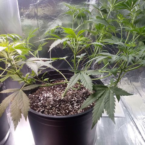 Deadhead OG growlog timeline photo