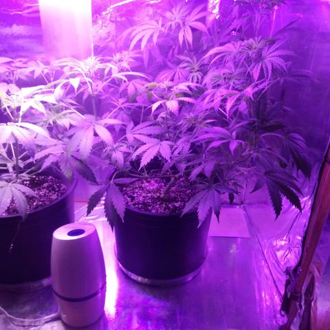 Deadhead OG growlog timeline photo