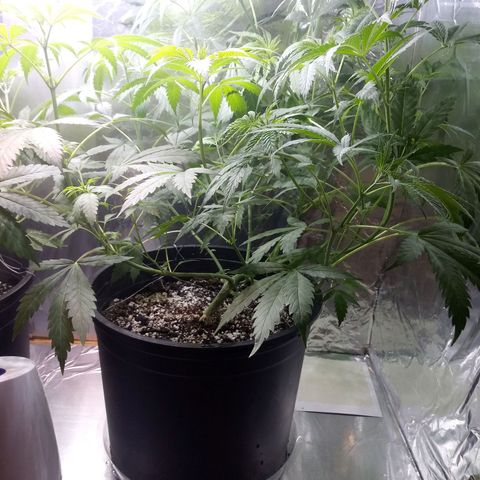 Deadhead OG growlog timeline photo