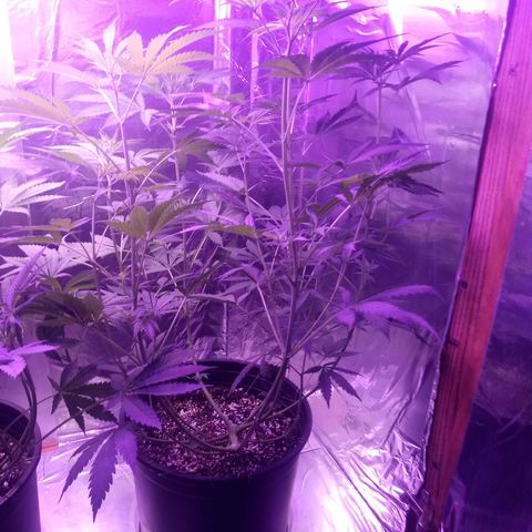 Deadhead OG growlog timeline photo