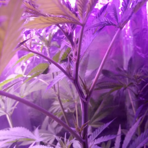 Deadhead OG growlog timeline photo