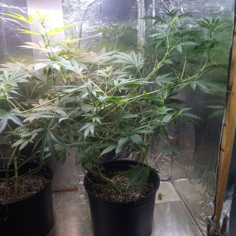 Deadhead OG growlog timeline photo