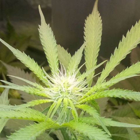 Deadhead OG growlog timeline photo