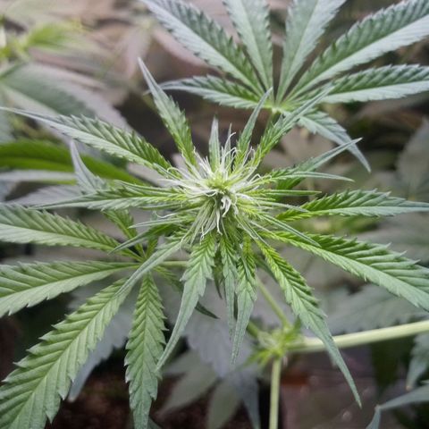 Deadhead OG growlog timeline photo