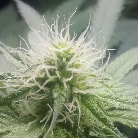 Deadhead OG growlog timeline photo