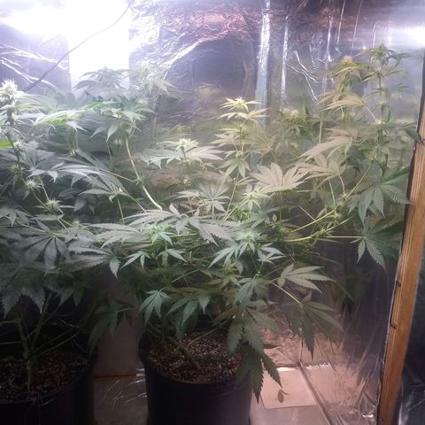 Deadhead OG growlog timeline photo