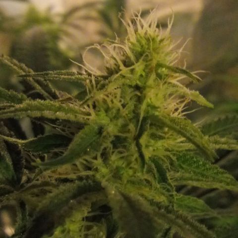 Deadhead OG growlog timeline photo