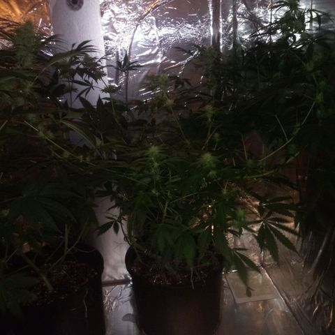 Deadhead OG growlog timeline photo