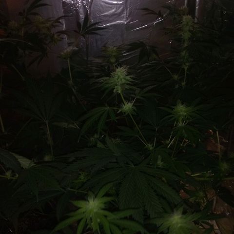 Deadhead OG growlog timeline photo