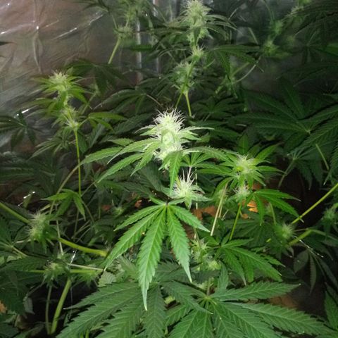 Deadhead OG growlog timeline photo