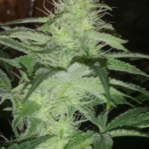 Deadhead OG growlog timeline photo