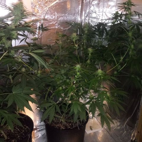 Deadhead OG growlog timeline photo