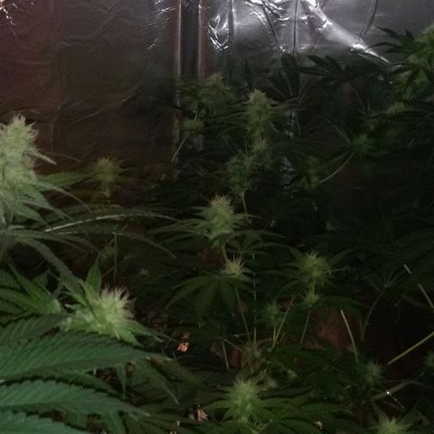 Deadhead OG growlog timeline photo