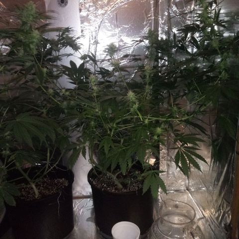 Deadhead OG growlog timeline photo