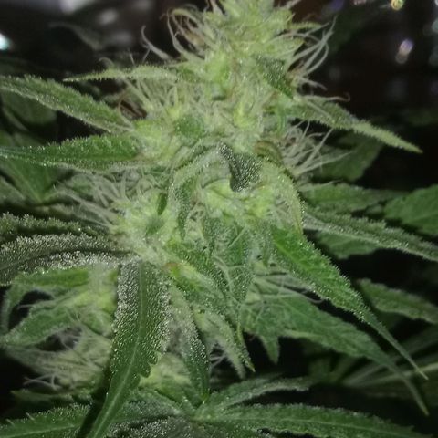Deadhead OG growlog timeline photo