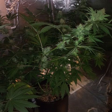 Deadhead OG growlog timeline photo