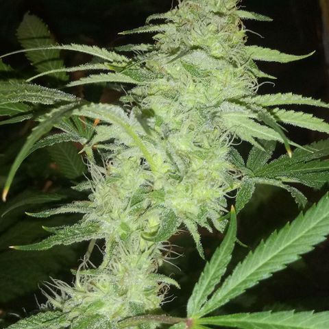 Deadhead OG growlog timeline photo