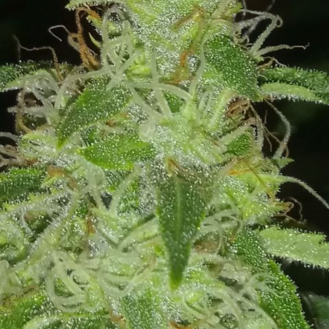 Deadhead OG growlog timeline photo