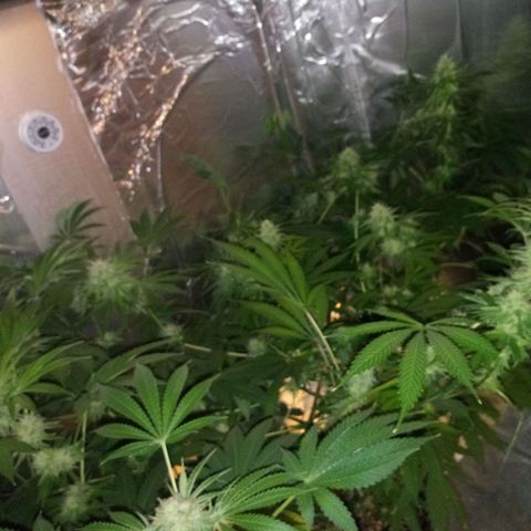 Deadhead OG growlog timeline photo