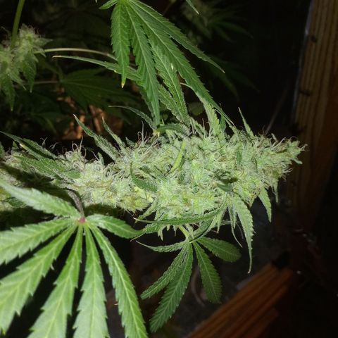 Deadhead OG growlog timeline photo