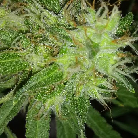 Deadhead OG growlog timeline photo
