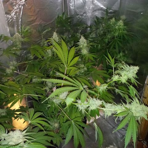 Deadhead OG growlog timeline photo