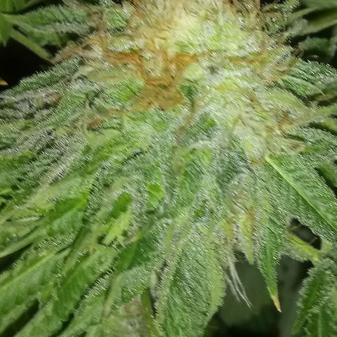 Deadhead OG growlog timeline photo