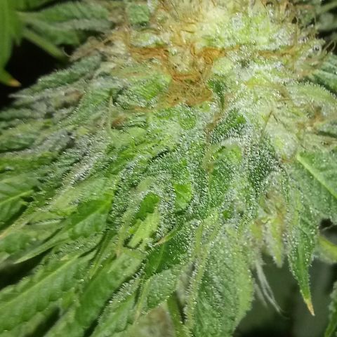 Deadhead OG growlog timeline photo