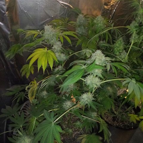Deadhead OG growlog timeline photo