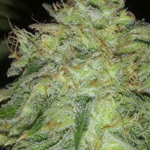 Deadhead OG growlog timeline photo