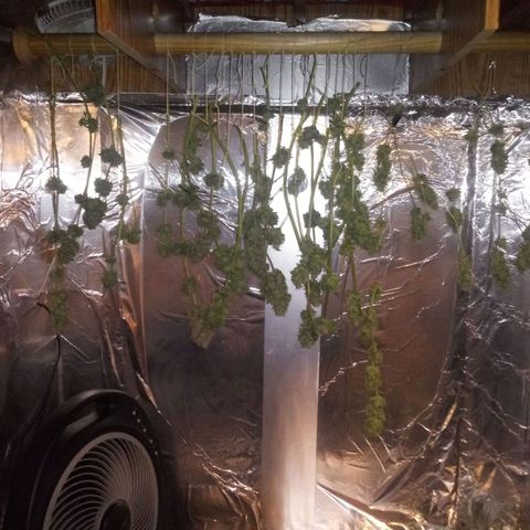 Deadhead OG growlog timeline photo