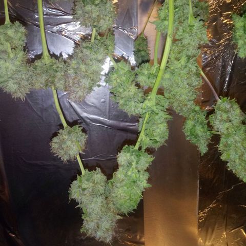 Deadhead OG growlog timeline photo