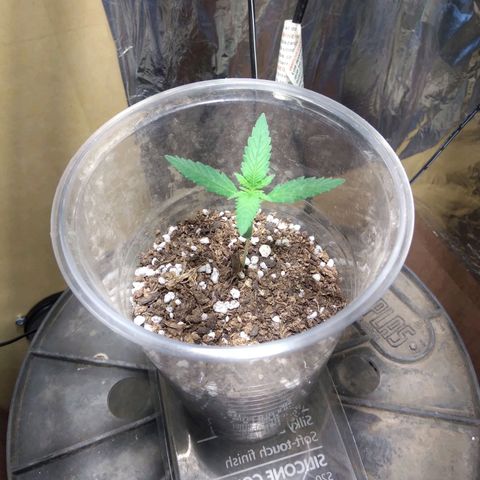 Critical Kush Auto Pachama seeds growlog timeline photo