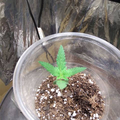 Critical Kush Auto Pachama seeds growlog timeline photo