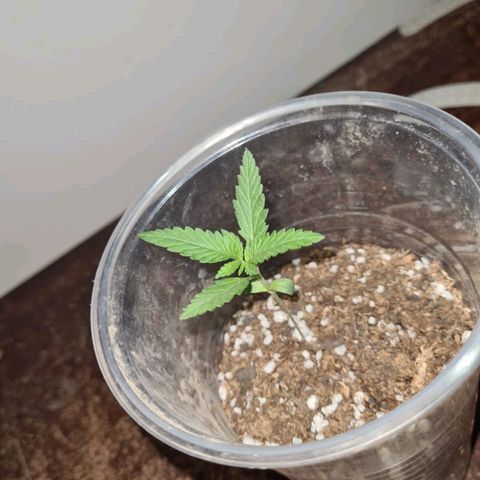 Critical Kush Auto Pachama seeds growlog timeline photo