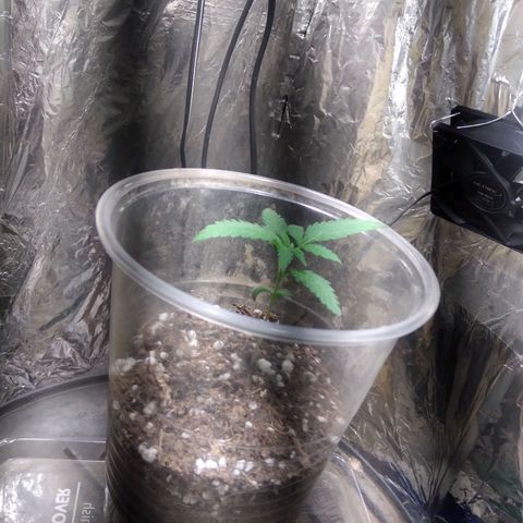 Critical Kush Auto Pachama seeds growlog timeline photo