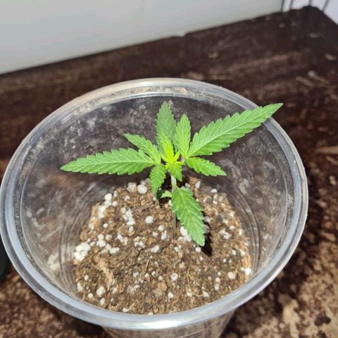 Critical Kush Auto Pachama seeds growlog timeline photo