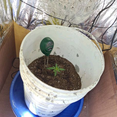 Critical Kush Auto Pachama seeds growlog photo: Cambio de maceta 
